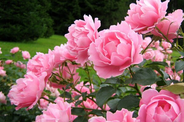 Fleurs roses sur fond d arbres