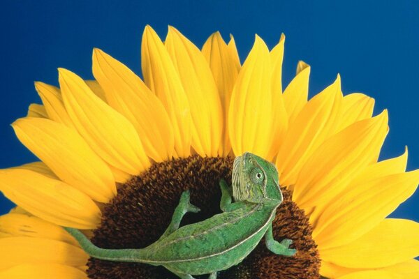 Girasol en flor y lagarto verde