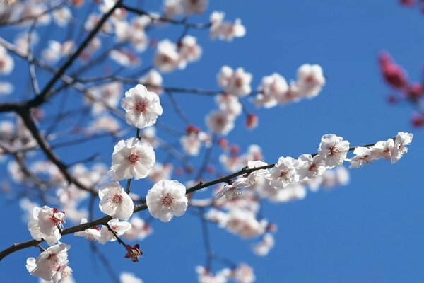 White flowers on a blue background