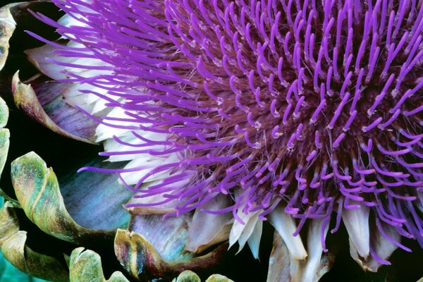 Fiore di carciofo con stami lilla