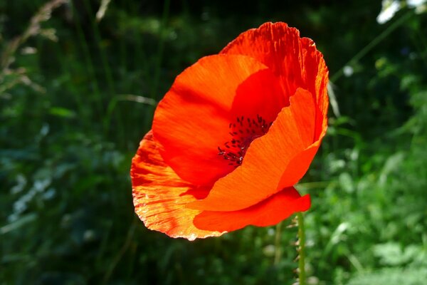 Red poppy on a background of greenery