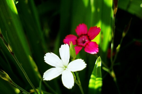 Weiße und lilafarbene Blume auf Blatthintergrund