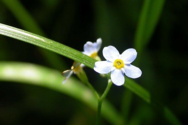 Fiore carino su sfondo di foglie verdi