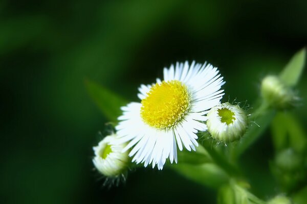 Weiße Gänseblümchen blühen auf grünem Hintergrund