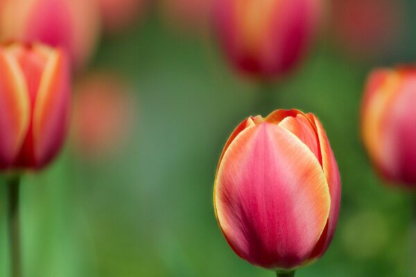 Rote Tulpen Pflanzen Sommer