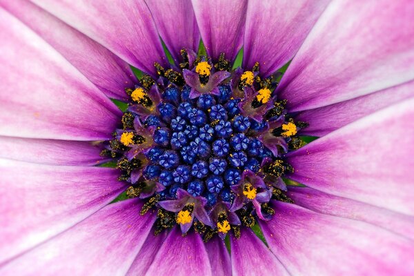 Noyau de fleur pourpre dans le pollen