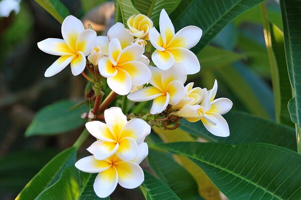 Pétales de plumeria blancs et feuilles vertes