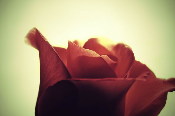 Macrophotographie. Bourgeon de rose rouge