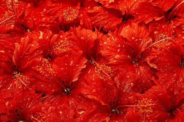 Rote Blüten mit Wassertropfen