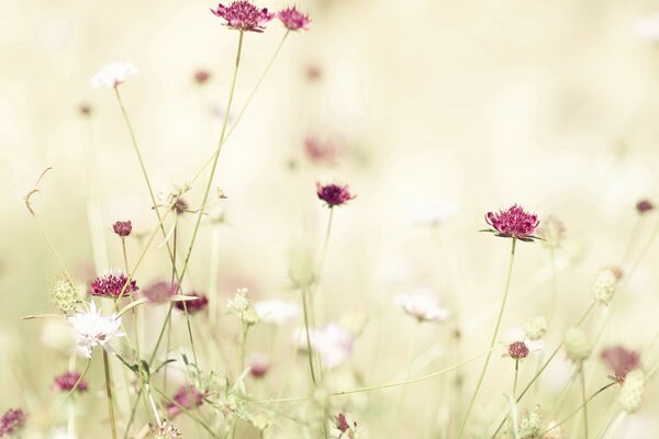 Rote Blumen im Licht