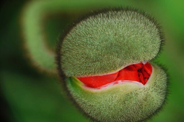 Extraña planta con lengua roja