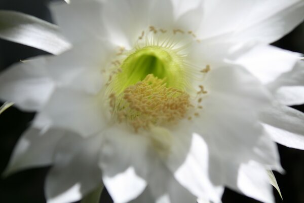 Fotografía macro de estambres de cactus