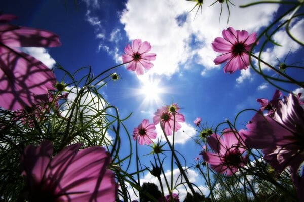 Flowers, summer, cover in a clear sky