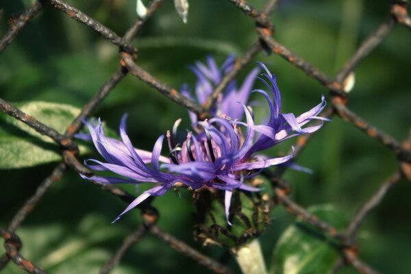 Fleur lilas sur fond de clôture de fil