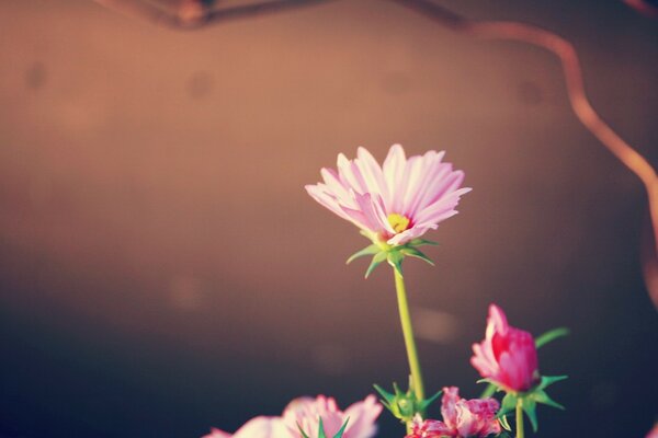 Flores Rosadas sobre fondo marrón