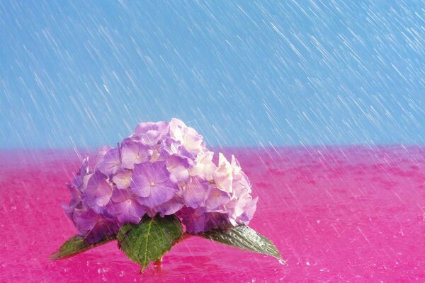 A bright blooming flower in the photo of raindrops