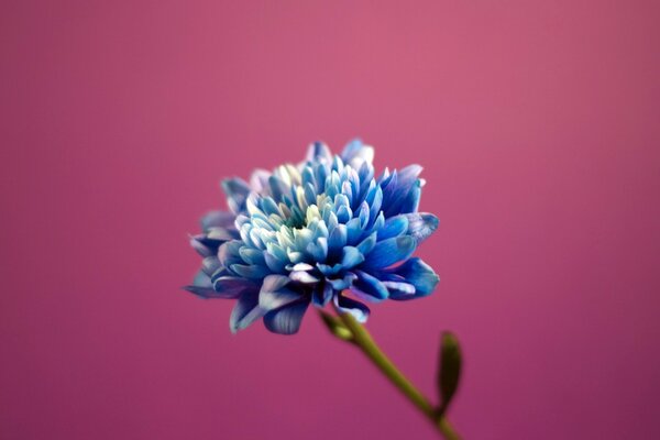 Flor azul sobre fondo lila