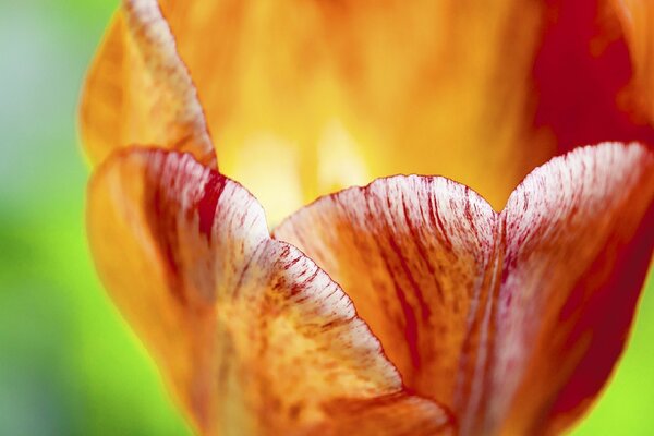 Brote abierto del tulipán rojo-amarillo