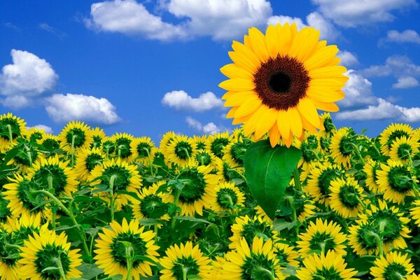 A field of sunflowers and a blue sky