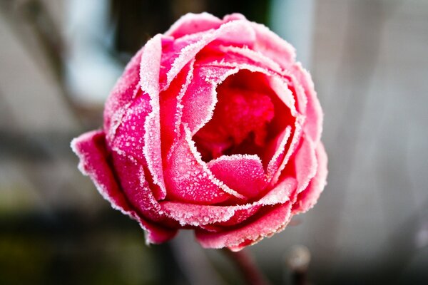 La belleza inusual de una rosa en el escarcha