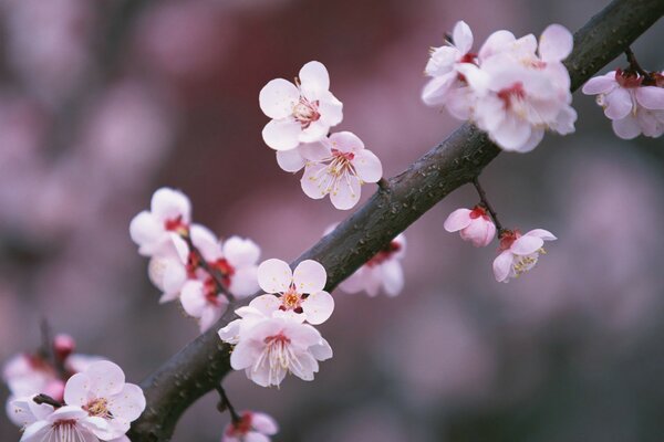 Pink cherry blossoms in spring