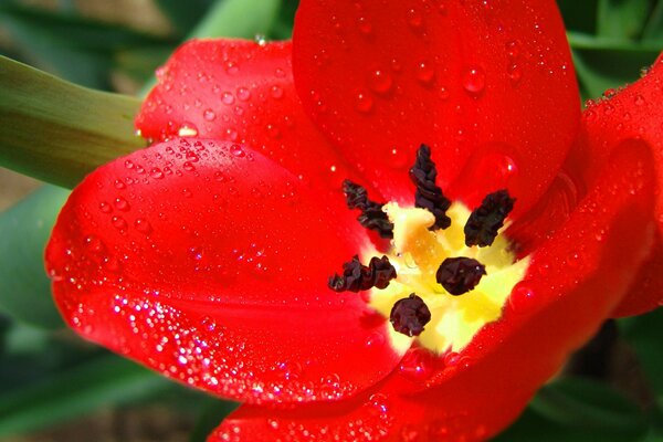 Bourgeon de tulipe rouge vif avec étamines