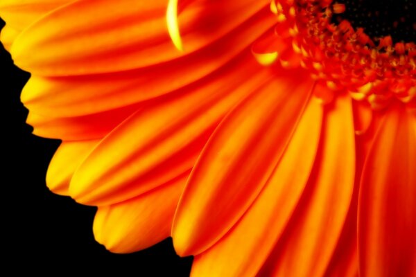 Orange flower petals on a black background