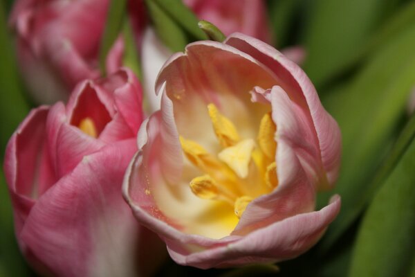 Brotes de tulipán de color rosa suave con estambres amarillos