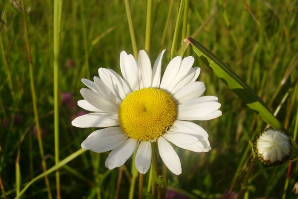 Grande camomille éclairée par le soleil dans l herbe verte