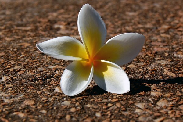 Cetok lying on the asphalt in macro photography