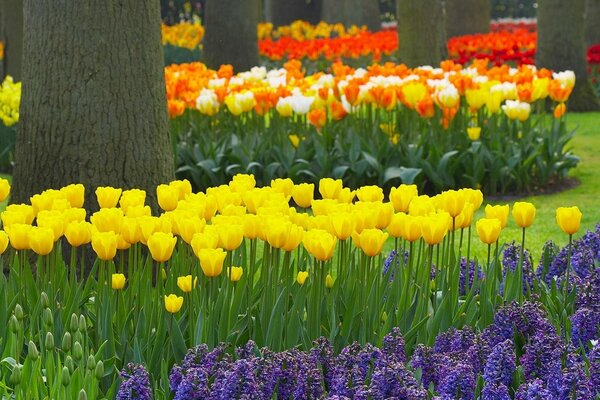 Jardin de fleurs de tulipes et muscari