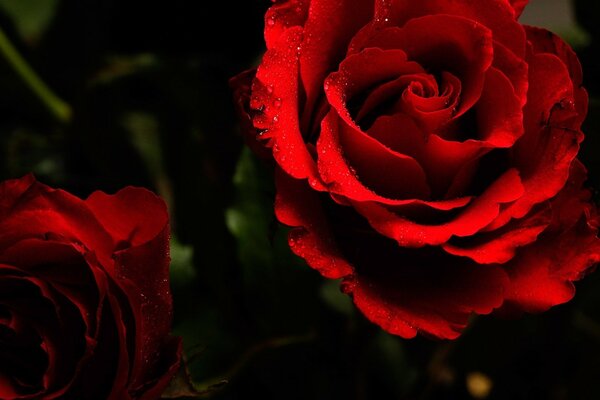 Rote Rosen auf dunklem Hintergrund