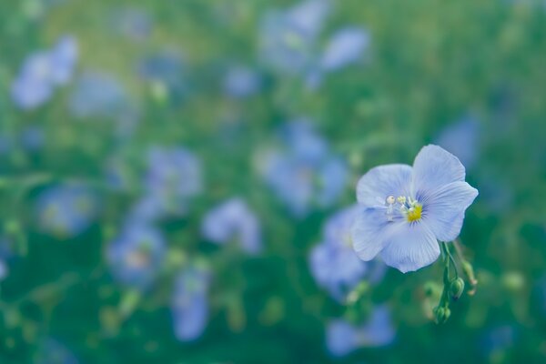 Die blaue Farbe des Flachs im Feld