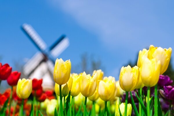 Bunte Tulpen auf dem Hintergrund des blauen Himmels und der Mühle