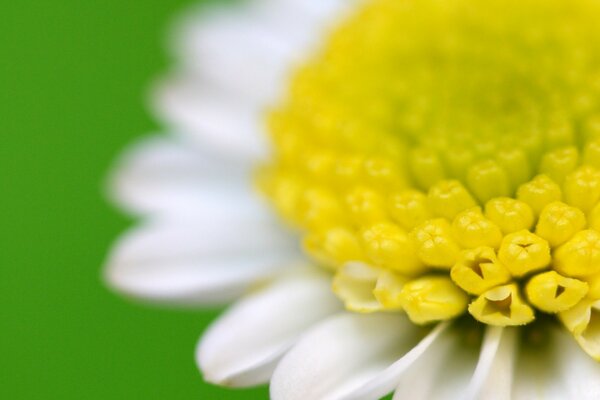 Chamomile in the vicinity on a green background