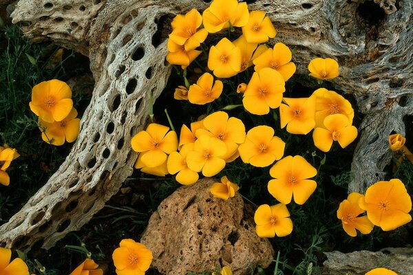 Yellow flowers. Nature of the National Reserve