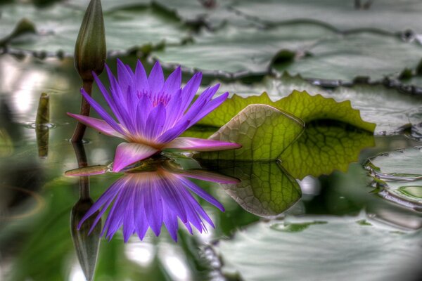 Une fleur lilas fleurit dans l eau