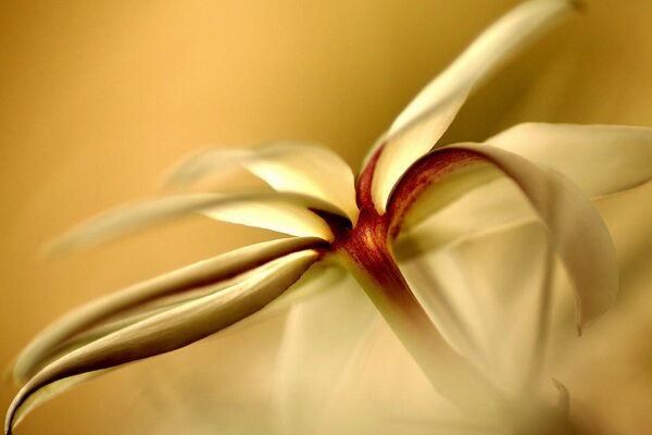 Foto de la flor con lipestki amarillo