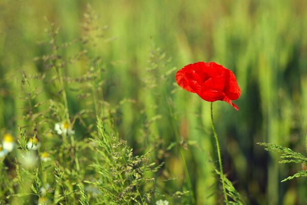 Roter Mohn allein in einem grünen Feld