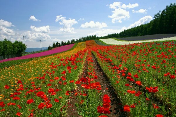 Campo di colori vivaci. Bella natura