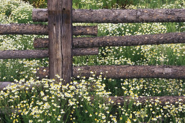 Chamomile on the background of a fence summer landscape