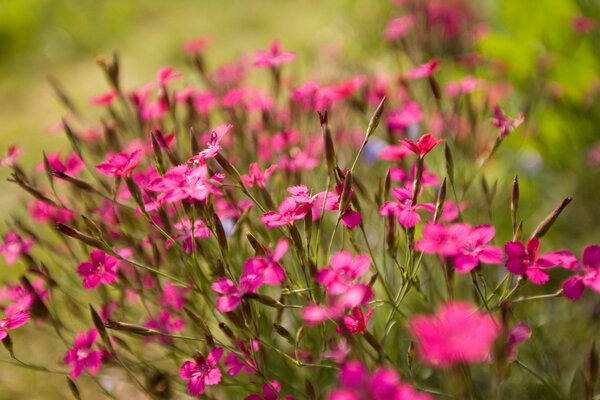 Pequeñas flores Rosadas sobre un fondo verde