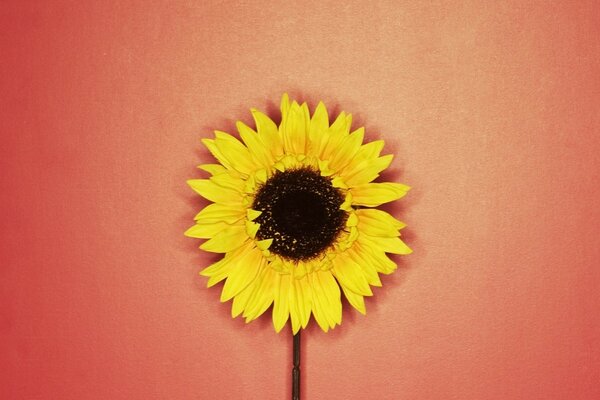 Beautiful yellow sunflower on a red background