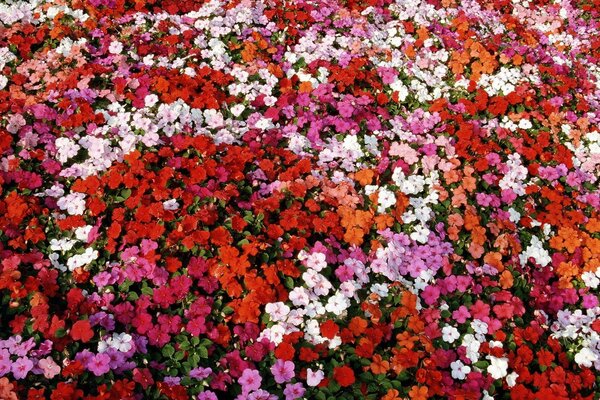 Fond d écran de petites fleurs rouges