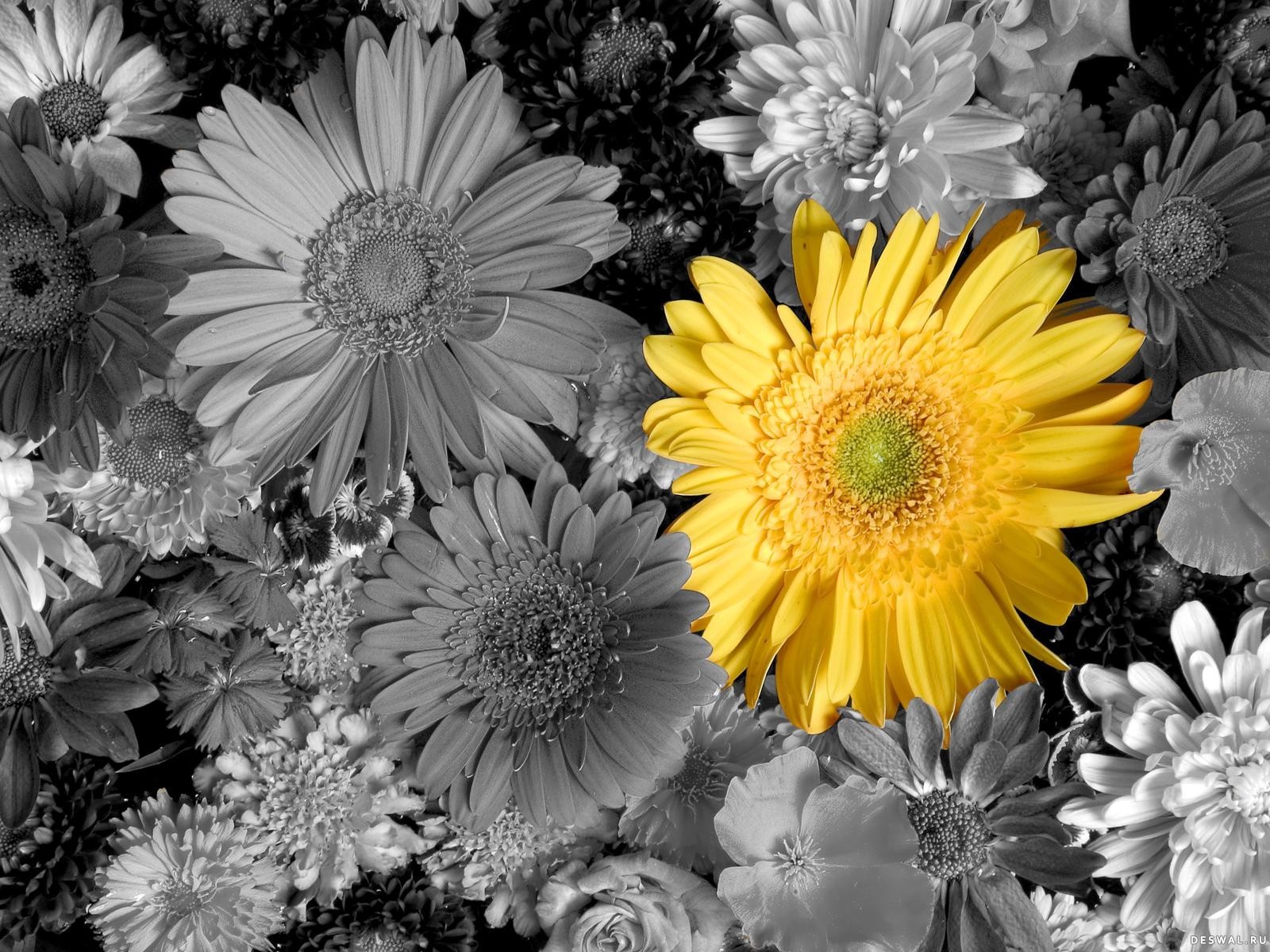 blumen gerbera gelb blütenblätter blumenstrauß