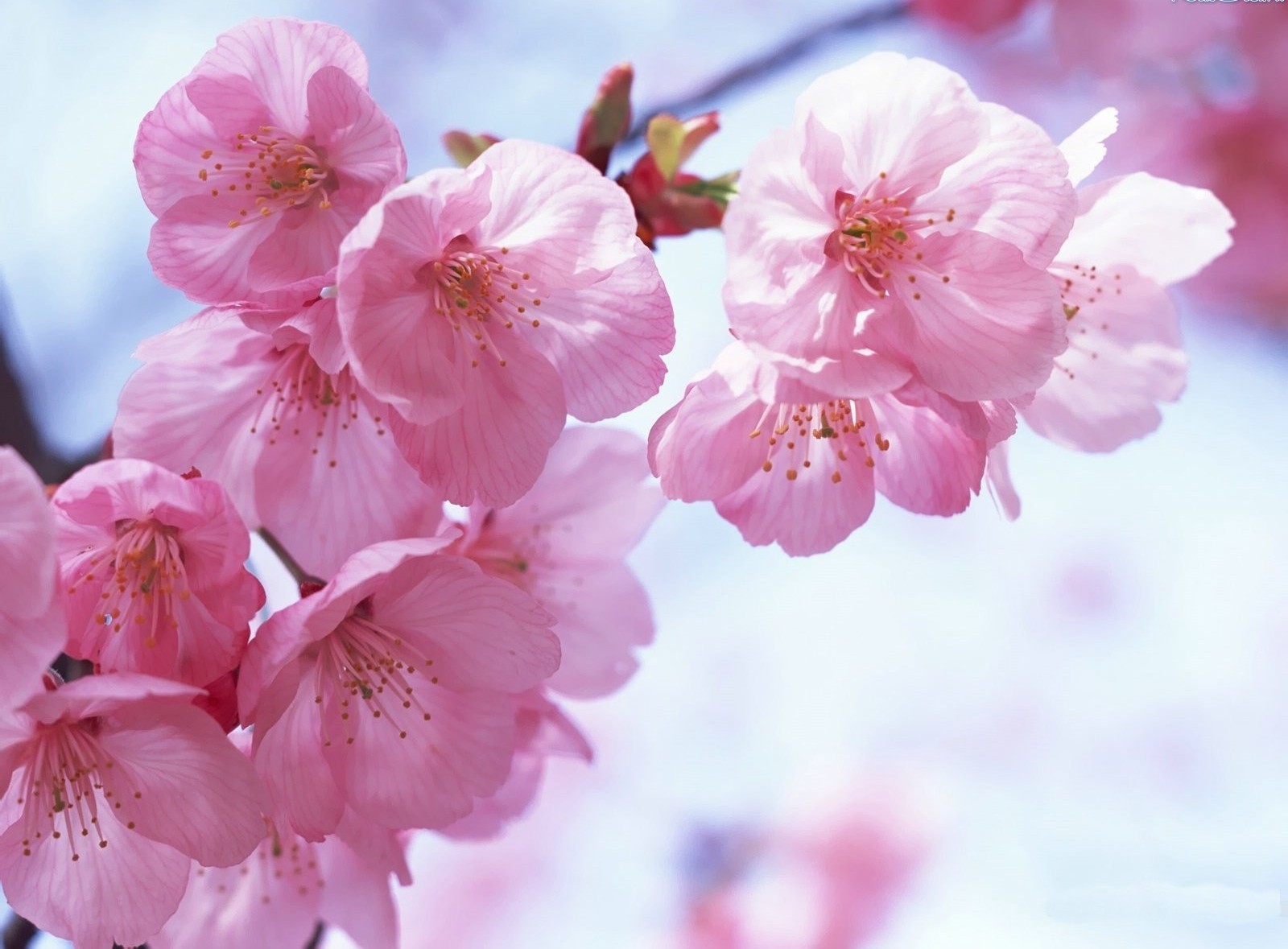 sakkura cielo rosa