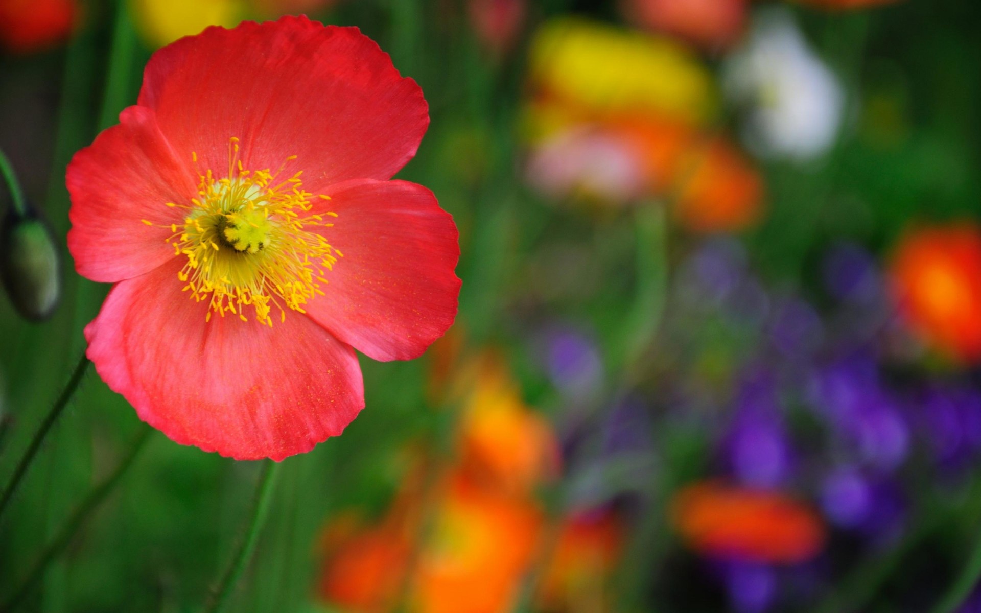 fiore macro rosso