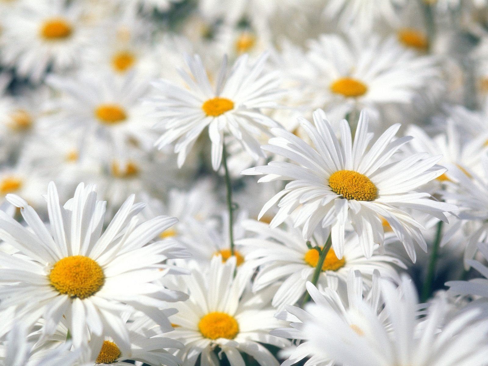 marguerites fleurs blanc