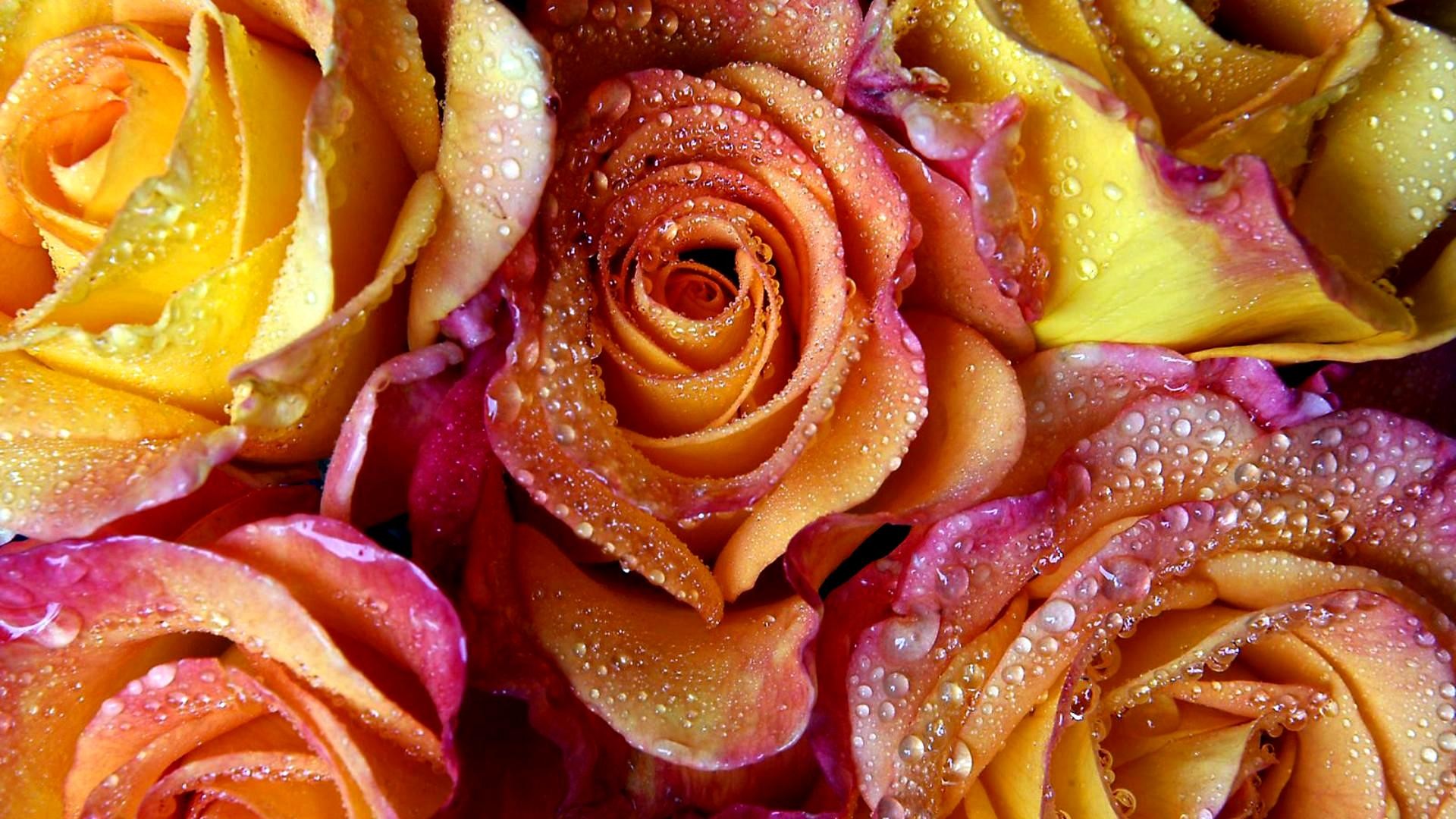 roses flower petals rosa drops water