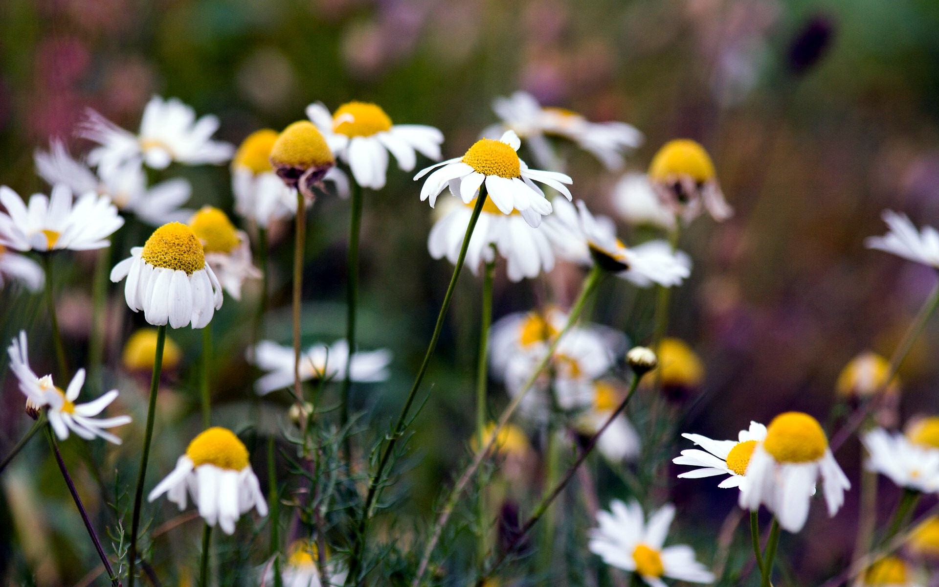 chamomile summer nature